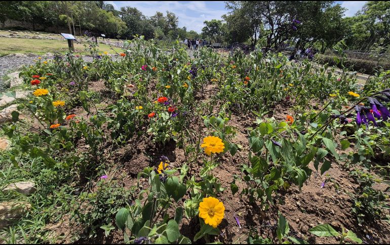 Antes, este sitio se encontraba seco, sin vegetación ni fauna silvestre, ahora se convertirá en un museo de árboles. EL INFORMADOR / O. González