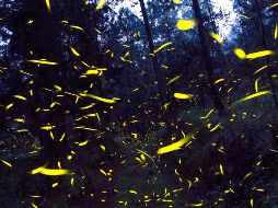 Por extraño que parezca, Jalisco es hábitat de cuarenta especies de luciérnagas. NTX / ARCHIVO
