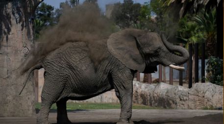 Con esta resolución, Ely continuará bajo resguardo del gobierno de la Ciudad de México, y se da por concluido el proceso legal iniciado para cambiar su situación. AP/Marco Ugarte