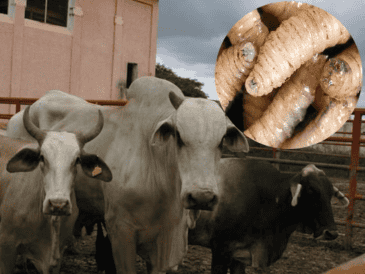 Esta larva representa una amenaza real y actual para la salud animal, la economía y hasta para los humanos. SUN / ARCHIVO