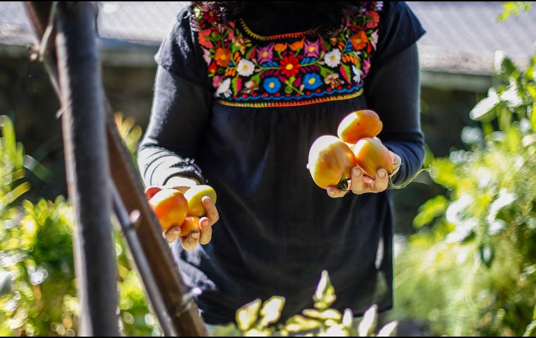 En Morelos hay alrededor de 2 mil productores de jitomate quienes siembran entre 580 y 600 hectáreas. INF/ARCHIVO.