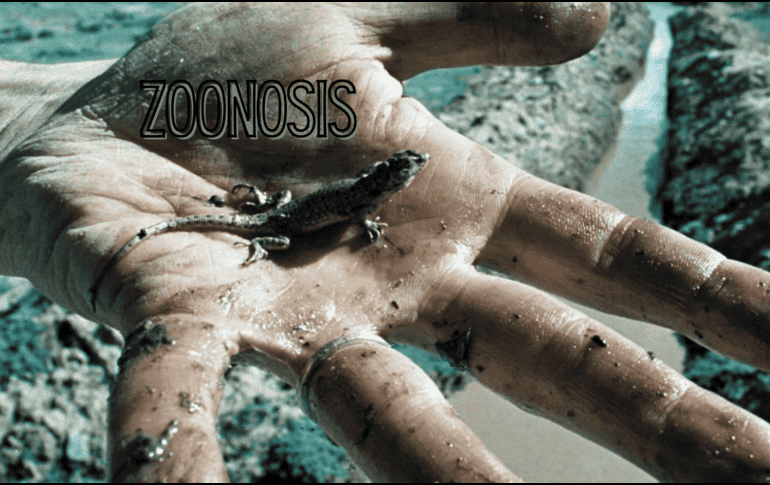 En caso de presentar una lesión fuerte por una mordedura o intoxicación, es importante acudir a la Unidad de Medicina Familiar. AFP / ARCHIVO