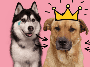 Los perros criollos, al contar con una mayor diversidad genética, suelen presentar menos problemas hereditarios, lo que puede traducirse en una vida más larga y saludable. CANVA