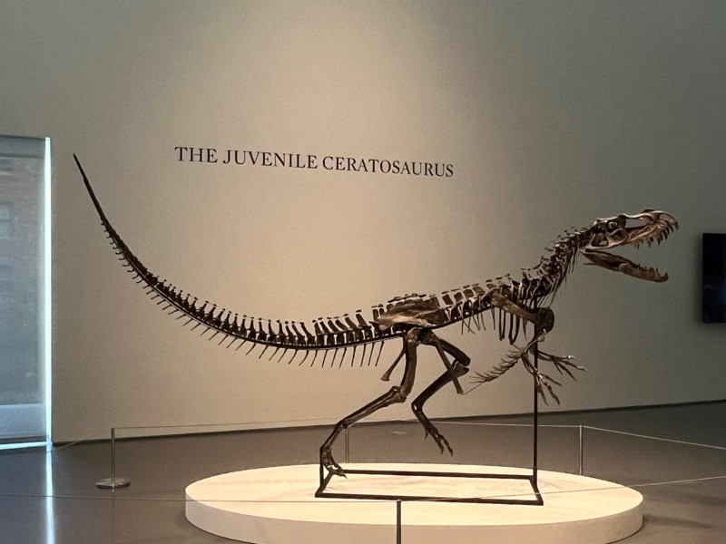 Fotografía de un Ceratosaurus expuesto este 8 de julio de 2025, en la casa de subastas Sotheby's en Nueva York. EFE/ A. Gallego 