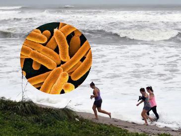 Las autoridades sanitarias recomendaron no entrar al agua a quienes tengan heridas recientes, alguna enfermedad autoinmune, o padecimientos crónicos. EFE / ARCHIVO / ESPECIAL / NATIONAL INSTITUTES OF HEALTH