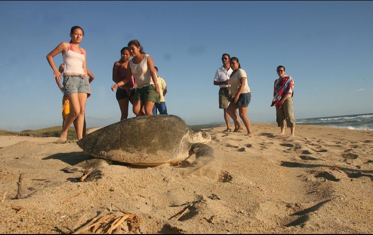 Mismaloya, conocida por sus campamentos de rescate de tortugas, es una de las playas jaliscienses que sobrepasan los niveles aceptables de contaminación. EL INFORMADOR/Archivo