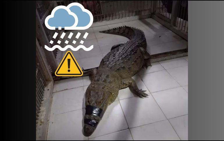 Las intensas lluvias propiciaron que los cocodrilos salieran de su hábitat natural. ESPECIAL / PROFEPA