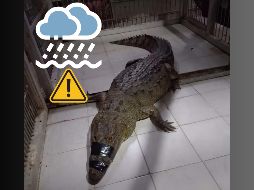 Las intensas lluvias propiciaron que los cocodrilos salieran de su hábitat natural. ESPECIAL / PROFEPA