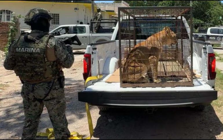 La Secretaría de Marina resaltó que fortalece las acciones de vigilancia con el fin de garantizar la seguridad de las familias y de la fauna silvestre. ESPECIAL / SEMAR