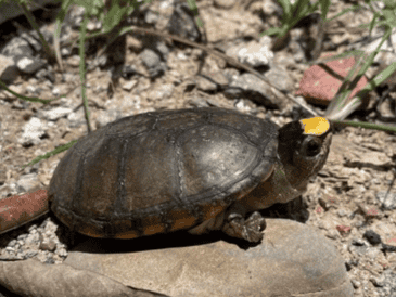 En enero, fue reportado el robo de al menos 55 ejemplares de esta especie en peligro de extinción, sustraídos del Centro Universitario de la Costa de la Universidad de Guadalajara. CORTESÍA