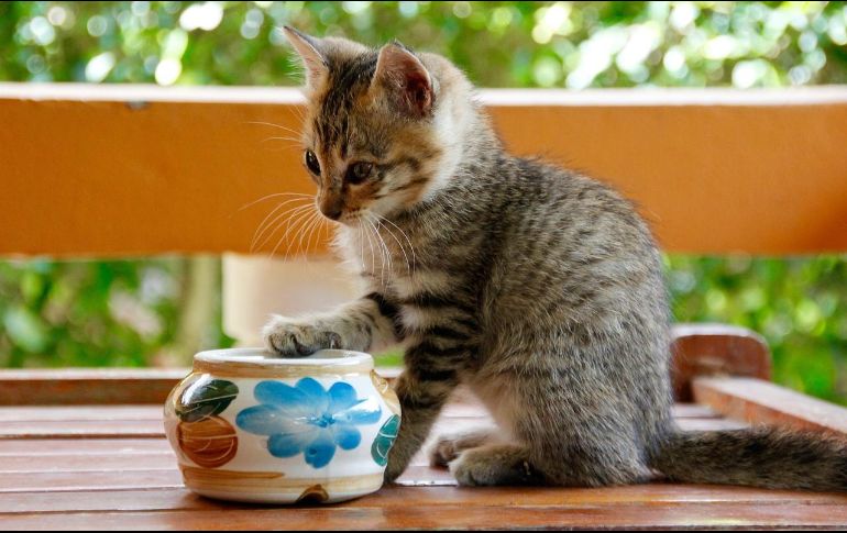 Mientras puede parecer que tu gato sólo ama destruir cosas, puede que esté arañando objetos en tu casa por diversas razones. Pixabay