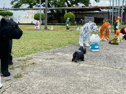 Las alcancías mexicanas, de diversos tamaños, han cautivado las miradas de los habitantes de Managua. EFE