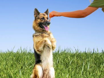 PASTOR ALEMÁN. Esta raza es conocida por su lealtad, valentía e inteligencia. ESPECIAL / CANVA