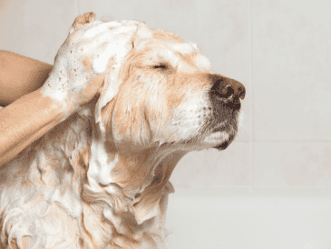 Dependerá de su historia, su genética, su entorno y su relación con los humanos. La ciencia confirma que para muchos canes, el baño puede ser estresante si no se maneja adecuadamente. CANVA