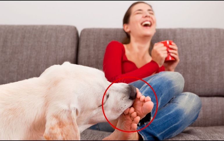 La ciencia y los expertos en comportamiento animal han analizado esta conducta, y lo cierto es que hay varios motivos detrás de ella, muchos de ellos relacionados con afecto, comunicación y jerarquía. ESPECIAL