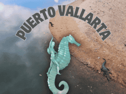 La Playa Boca de Tomates, por su cercanía a la desembocadura del Río Ameca, es un sitio donde es común ver los cocodrilos. EL INFORMADOR / O. Álvarez