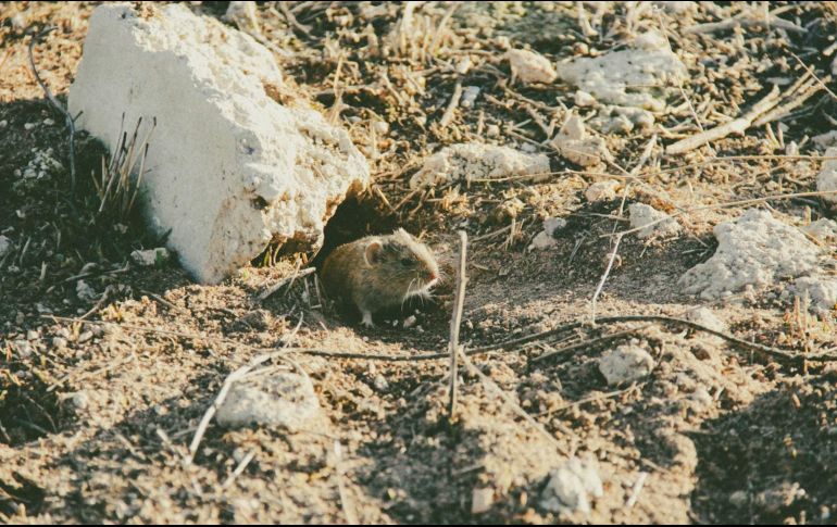 Probarlo puede ser toda una experiencia culinaria y cultural, que invita a mirar con otros ojos la diversidad gastronómica del país. UNSPLASH