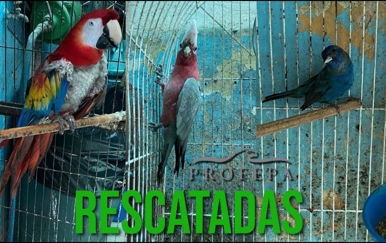 Los ejemplares que están en alguna categoría de riesgo son el clarín y jilguero. ESPECIAL / FACEBOOK PROFEPA