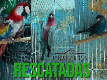 Los ejemplares que están en alguna categoría de riesgo son el clarín y jilguero. ESPECIAL / FACEBOOK PROFEPA