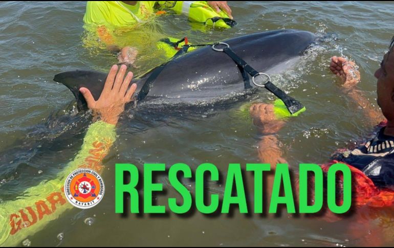 El día de ayer, se presentó el avistamiento de un delfín fuera del mar. ESPECIAL / FACEBOOK Protección Ciudadana y Bomberos de Nayarit