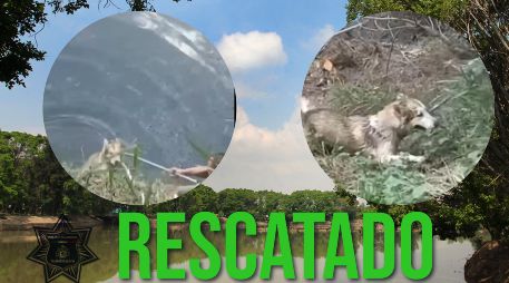 Los elementos lograron la rápida extracción de perro que había caído en el vaso regulador de El Dean. EL INFORMADOR / ARCHIVO / ESPECIAL / FACEBOOK Policía de Guadalajara