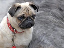 Vivir en un departamento no significa que se tenga que renunciar a la compañía de un perro. EFE / ARCHIVO