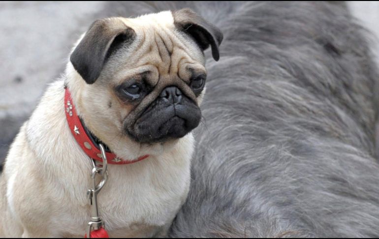 Vivir en un departamento no significa que se tenga que renunciar a la compañía de un perro. EFE / ARCHIVO