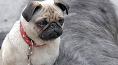 Vivir en un departamento no significa que se tenga que renunciar a la compañía de un perro. EFE / ARCHIVO