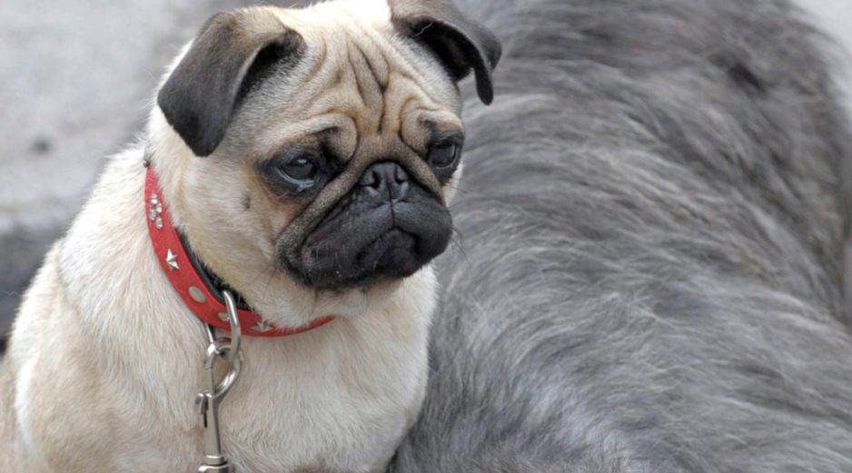 Vivir en un departamento no significa que se tenga que renunciar a la compañía de un perro. EFE / ARCHIVO