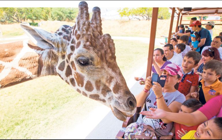 Los visitantes del zoológico pueden interactuar con algunas especies. EL INFORMADOR/ H. Figueroa