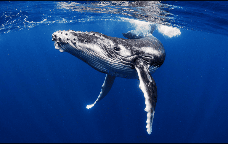 Los investigadores han descubierto una 