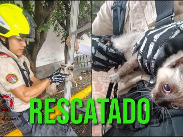 El gato se encontraba atorado en un árbol en el cruce entre Juárez y Federalismo. ESPECIAL / FACEBOOK Protección Civil y Bomberos GDL
