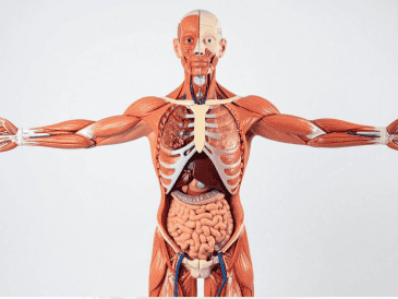 Órganos como el corazón o el cerebro poseen una capacidad regenerativa muy limitada. CANVA