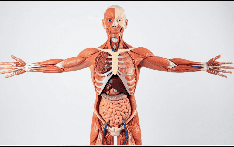 Órganos como el corazón o el cerebro poseen una capacidad regenerativa muy limitada. CANVA