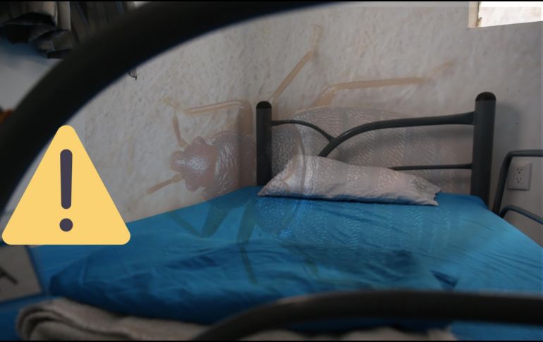 Estas son algunas recomendaciones para controlar plagas de chinches en casa. EL INFORMADOR / ARCHIVO