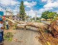 La caída de árboles, como éste de Avenida Vallarta, han afectado diversos servicios. EL INFORMADOR/ A. Navarro