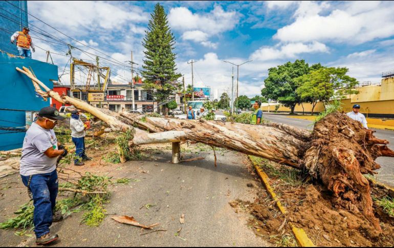 La caída de árboles, como éste de Avenida Vallarta, han afectado diversos servicios. EL INFORMADOR/ A. Navarro