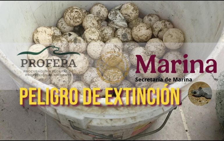 Los huevos ya no podrán eclosionar luego del intento de saqueo. NTX / ARCHIVO