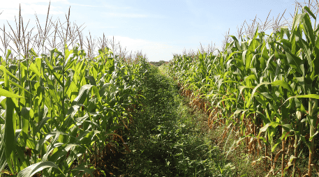 La mayoría de los productores enfrentan graves problemas para comercializar el maíz y la mayor parte son de autoconsumo, por lo que pidieron que se apoye al campo chiapaneco que ha estado abandonado. EFE / J. M. Blanco