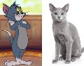 Gatos de caricatura y sus razas en la vida real. ESPECIAL