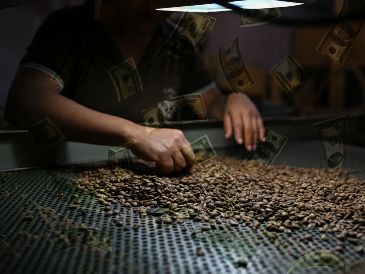 Todos los cafés con precios récords fueron cosechados en este pequeño pueblo. EFE / ARCHIVO