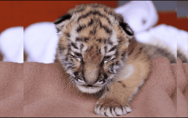 No es la primera vez que un zoológico alemán enfrenta una situación así. En julio, el zoológico de Núremberg sacrificó a doce babuinos debido a la sobrepoblación en su instalación. CANVA