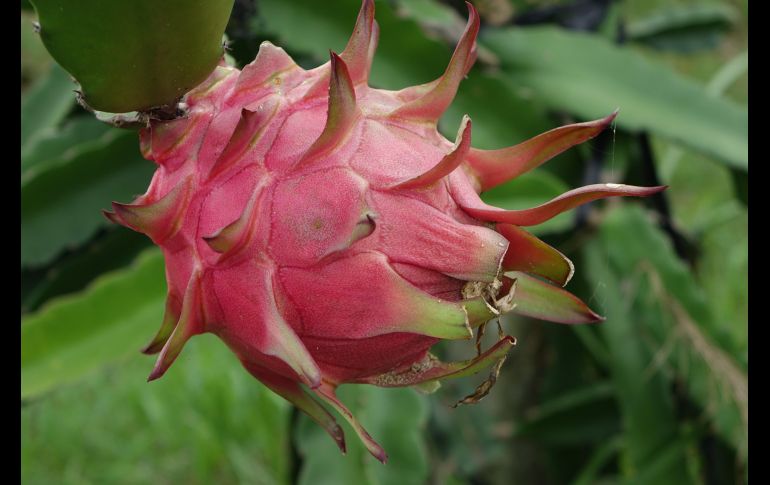 La pitaya y la pitahaya son dos frutas con características diferentes pero que tienden a ser confundidas. Pixabay