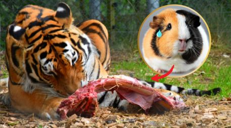 La institución argumenta que esta campaña responde a su compromiso de imitar la “cadena alimentaria natural” para mantener el bienestar de los animales y preservar la integridad profesional.  CANVA