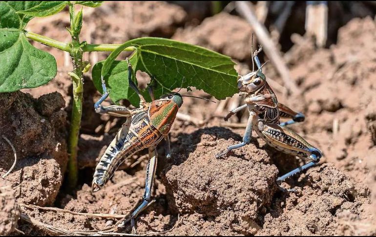 La Sader indicó que el operativo se lleva a cabo con recursos del fondo de contingencia del Proyecto Manejo Fitosanitario de Cultivos Básicos. SUN / D. VALDEZ