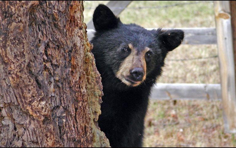 Con la apertura prevista para diciembre, el desarrollo de la temporada será observado por comunidades locales, cazadores, ambientalistas y medios nacionales.  CANVA