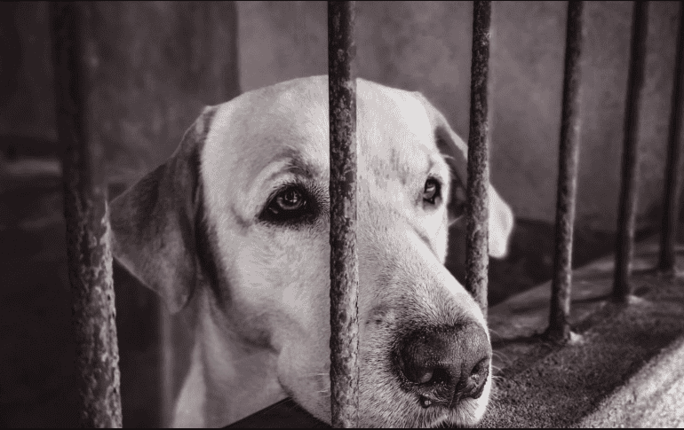 El caso continuará bajo seguimiento de la autoridad municipal hasta definir la situación legal del can. ESPECIAL