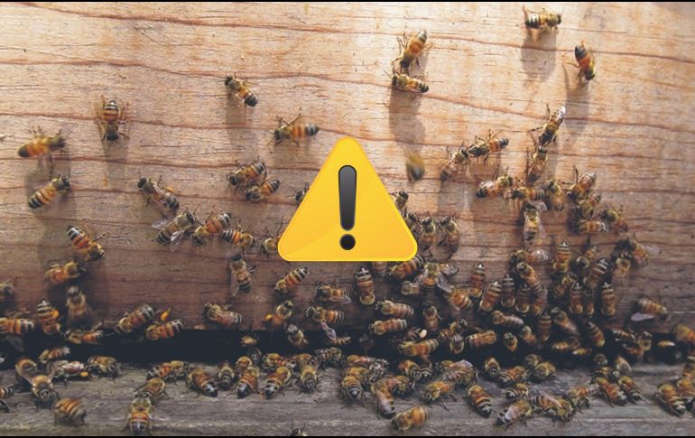 Aproximadamente 40% de las especies de polinizadores invertebrados se encuentra en peligro de desaparecer. SUN / ARCHIVO