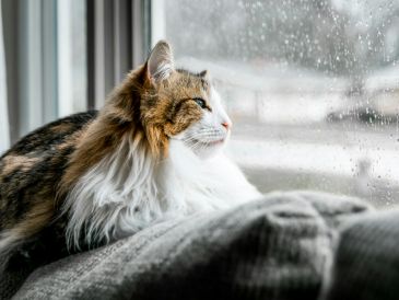 ¿Qué hacer para cuidar a tu gato en temporada de lluvias? UNSPLASH / K. BARBER