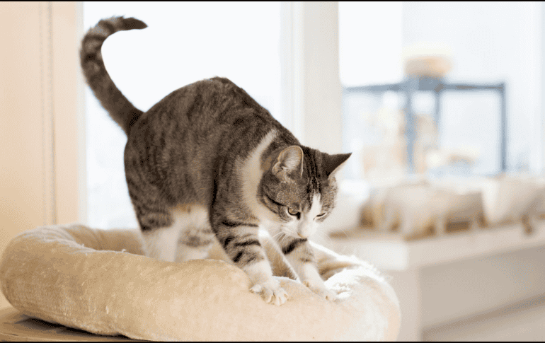 Amasar es un comportamiento completamente natural y saludable. Aunque, si lo hace con las uñas afuera y te incomoda, puedes colocar una manta entre tú y tu gato o mantenerle las uñas bien recortadas. CANVA